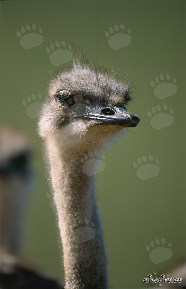 Impressive portrait of an ostrich in the South African Overberg region