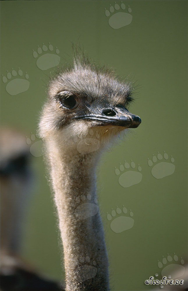 Retrato impresionante de un avestruz en la región de Overberg en Sudáfrica