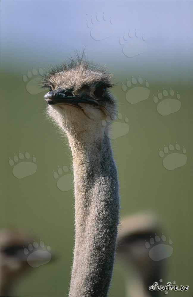 Majestic portrait of an African ostrich