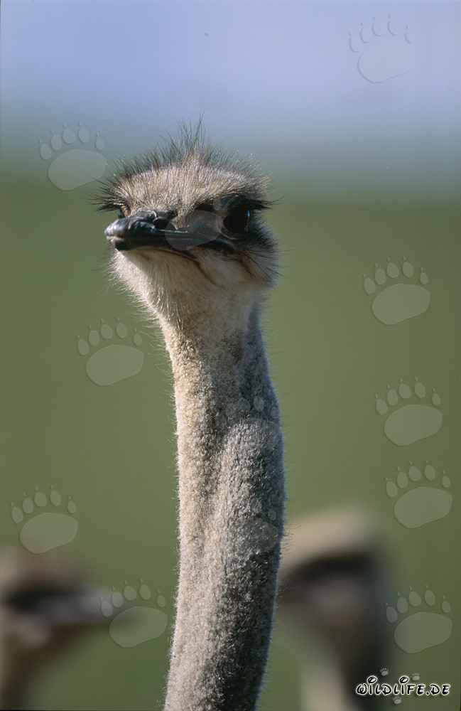 Retrato majestuoso de un avestruz africano