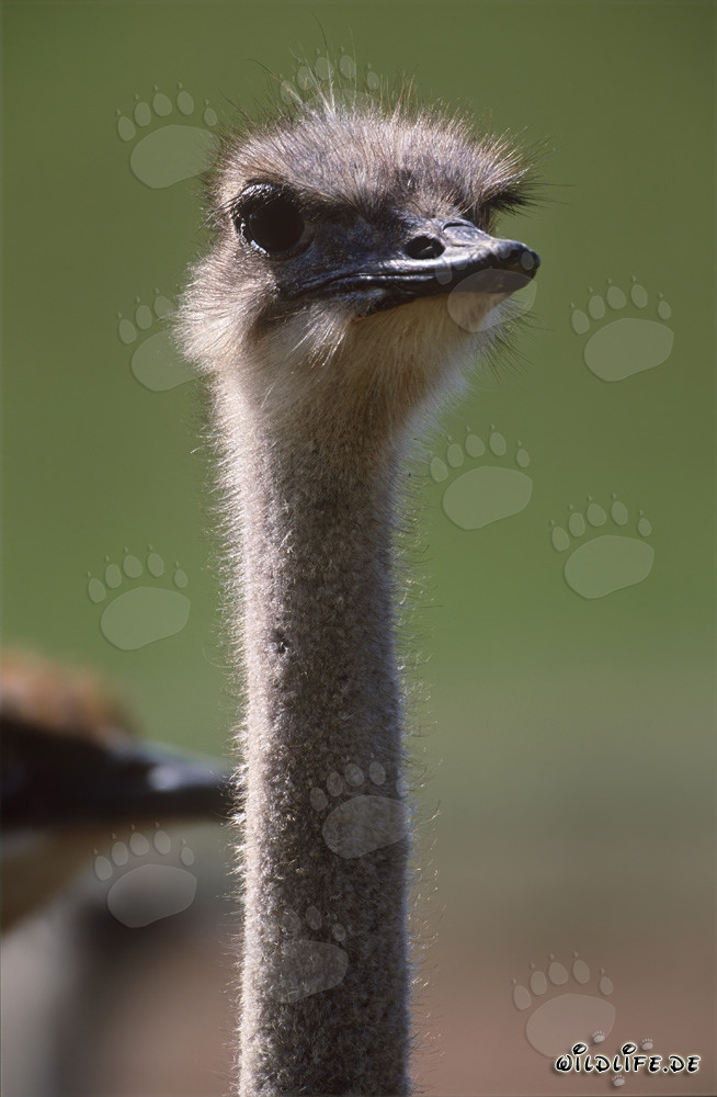 Majestic ostrich portrait in open field