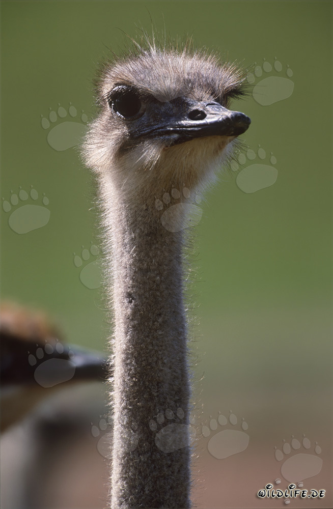 Retrato majestuoso de un avestruz en un amplio campo