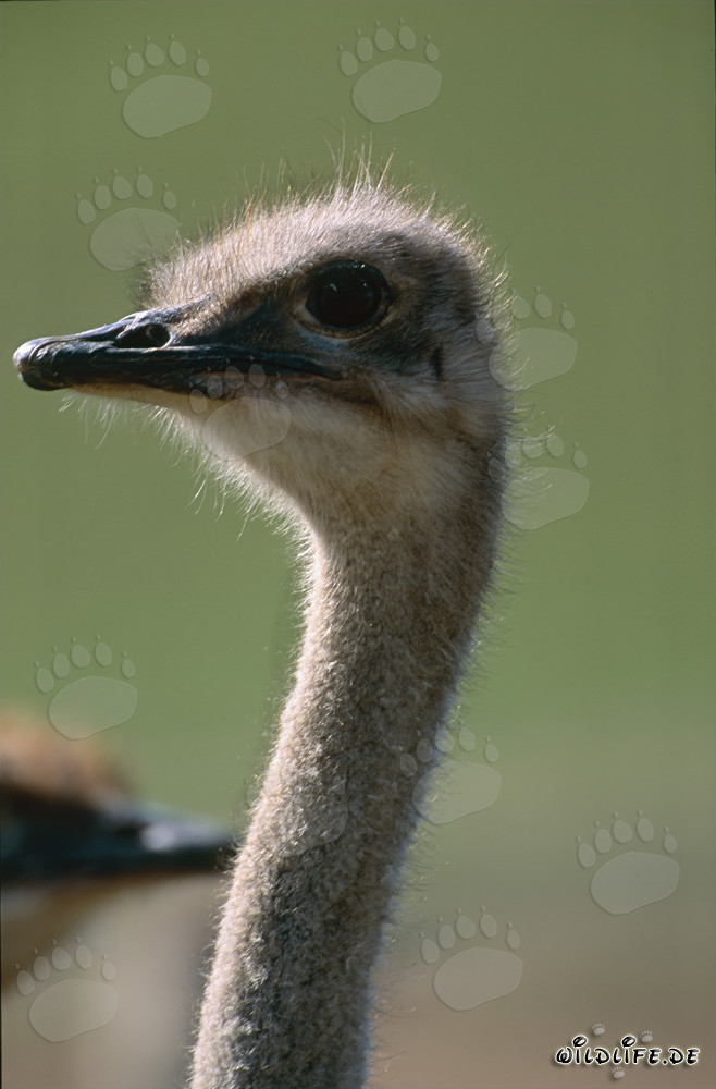 Fascinating ostrich portrait