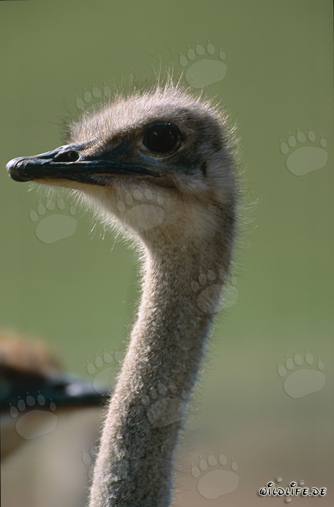 Faszinierendes Straußenporträt (Struthio camelus australis)