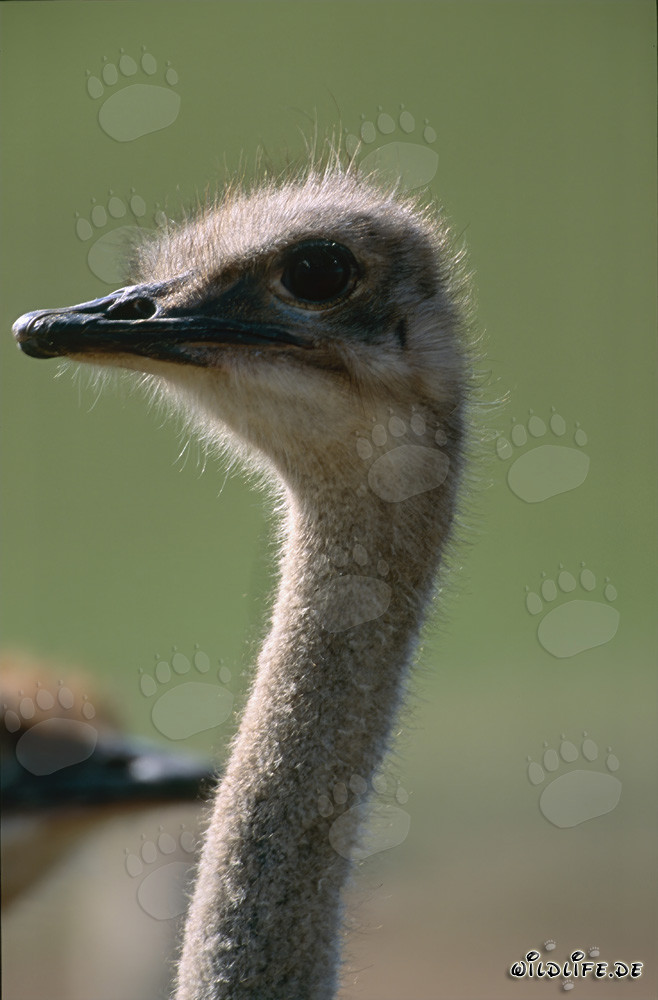 Portrait fascinant de l'autruche (Struthio camelus australis)