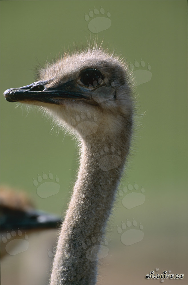 Retrato fascinante del avestruz africano (Struthio camelus australis)
