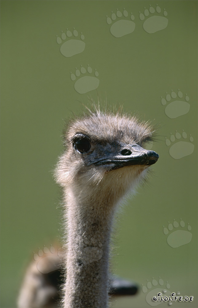 Bouquet alegre (Struthio camelus australis) en la naturaleza
