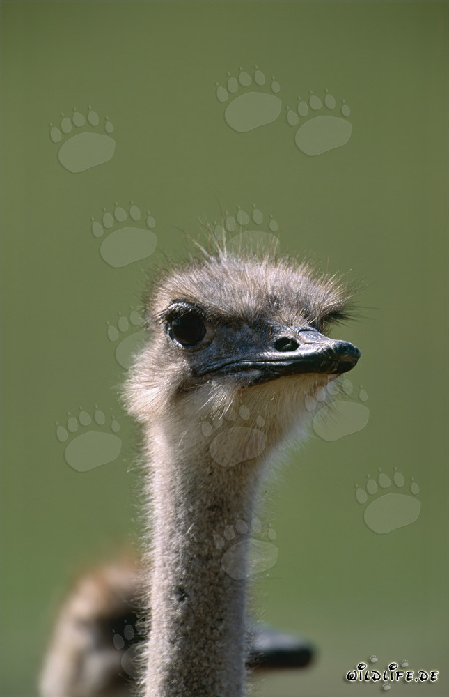 Bouquet joyeux (Struthio camelus australis) dans la nature