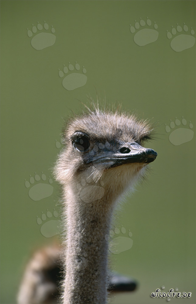 Freudiger Strauß (Struthio camelus australis) in der Natur