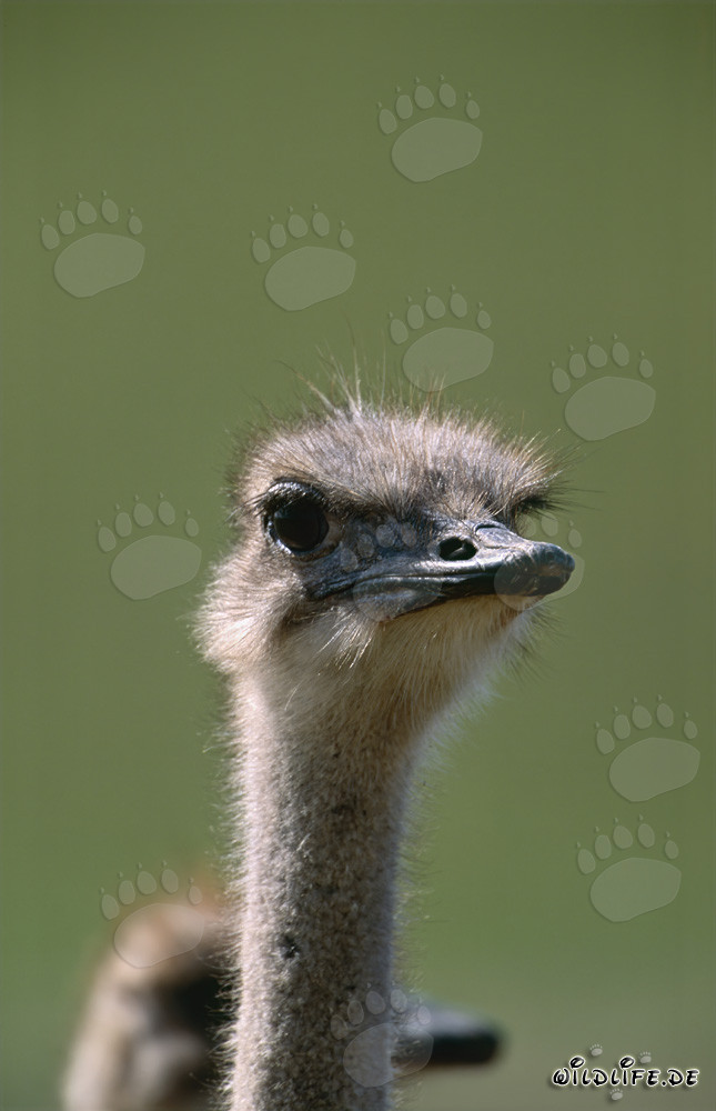 Joyful ostrich (Struthio camelus australis) in the wild
