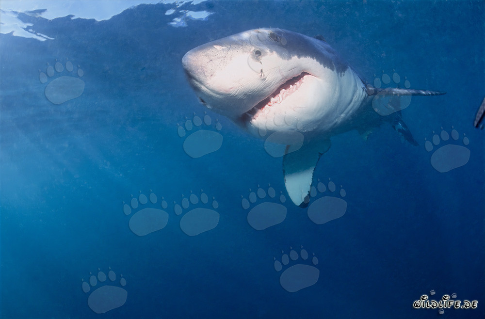 Jeune grand requin blanc : créature fascinante de l'évolution