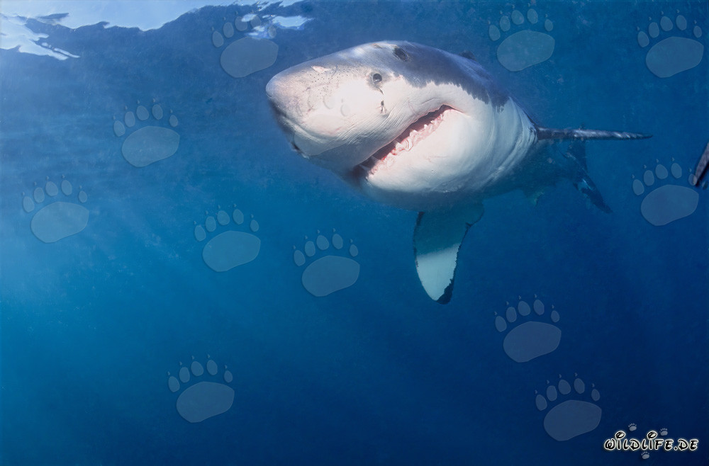 Joven tiburón blanco: fascinante criatura de la evolución