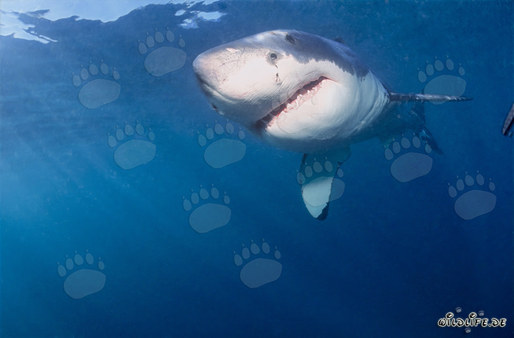 Young White Shark: Fascinating creature of evolution
