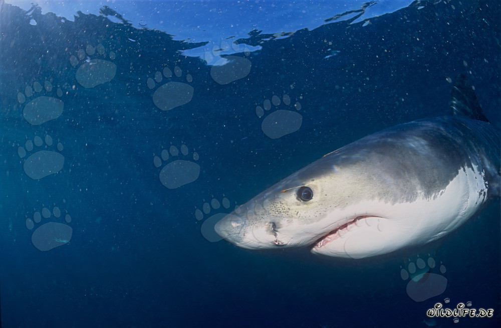 Dark blue baby great white shark eye