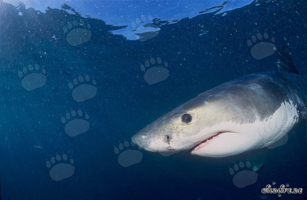 Œil de bébé requin blanc sombre