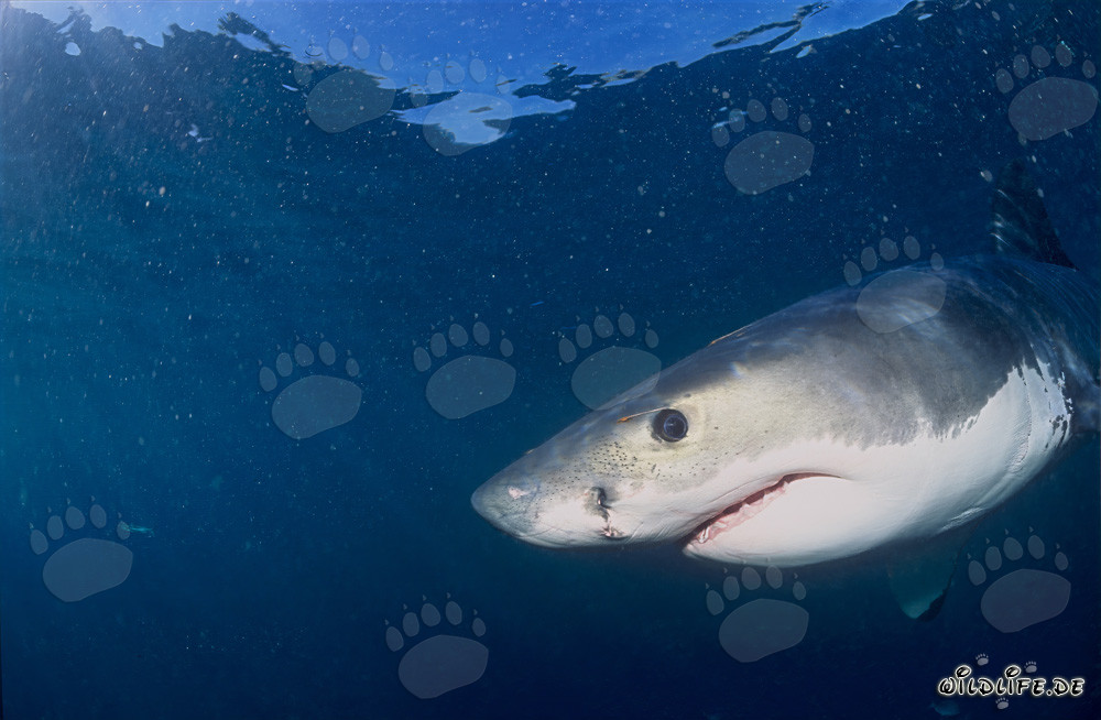 Ojo de bebé tiburón blanco oscuro