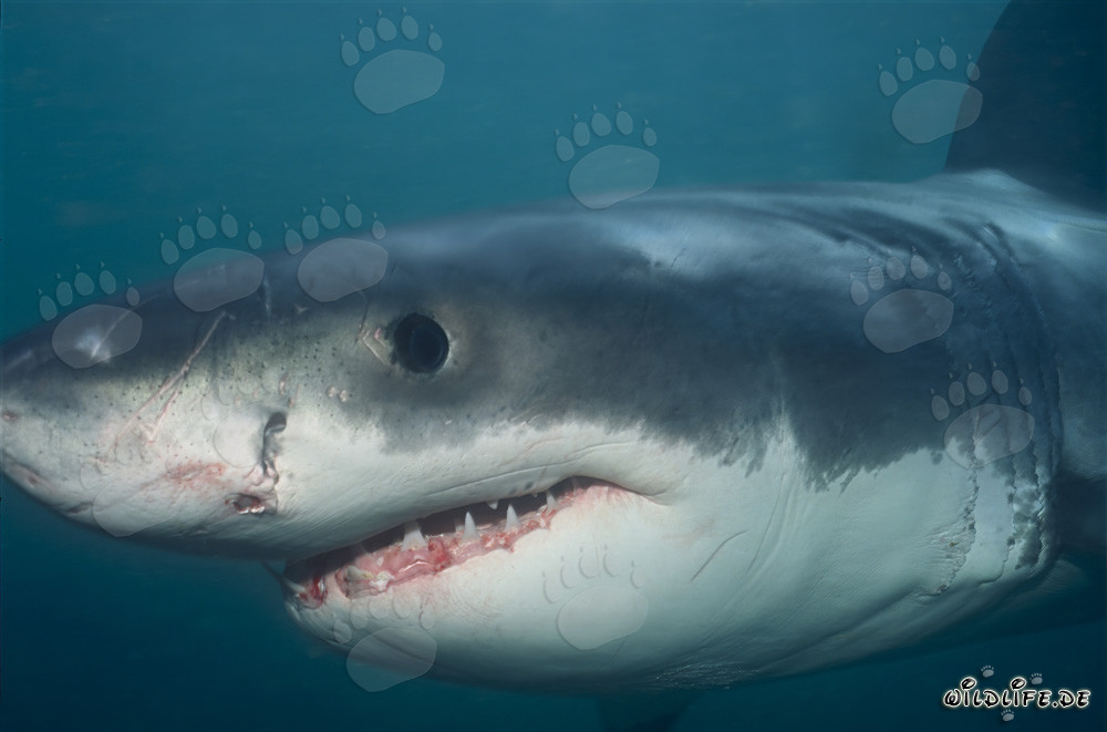 Baby Great White Shark Portrait