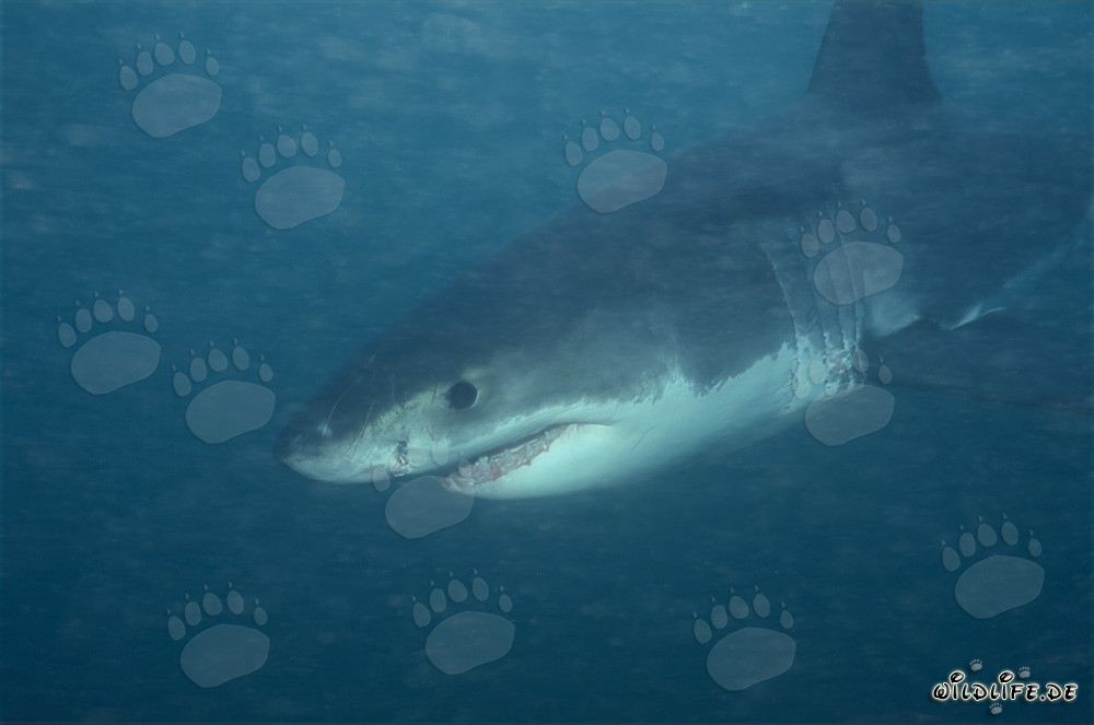 Baby Great White Shark