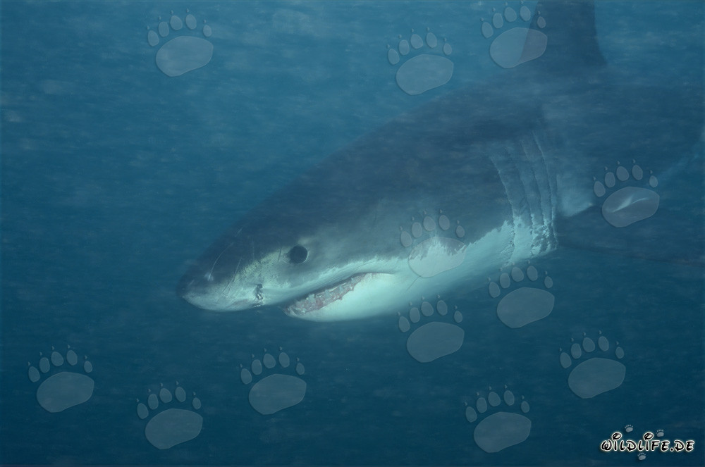 Jeune requin blanc en route dans l'eau riche en plancton