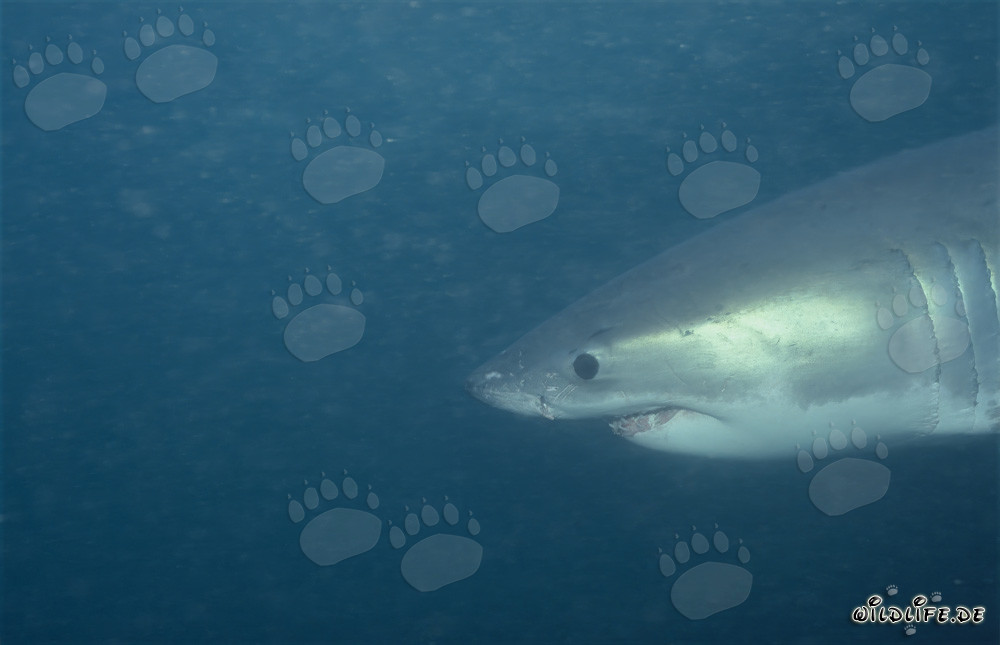 Portrait fascinant d'un grand requin blanc