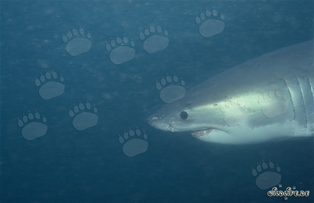 Fascinating portrait of a Great White Shark