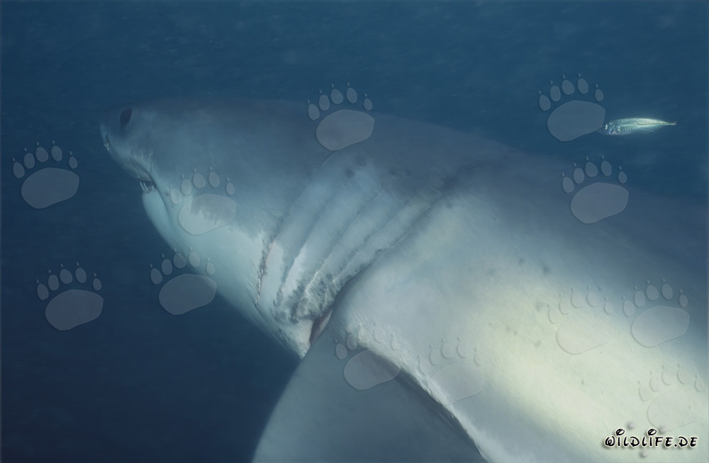 Grand requin blanc avec des branchies impressionnantes