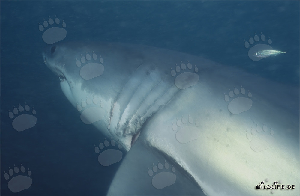 Impressive great white shark with striking gill slits