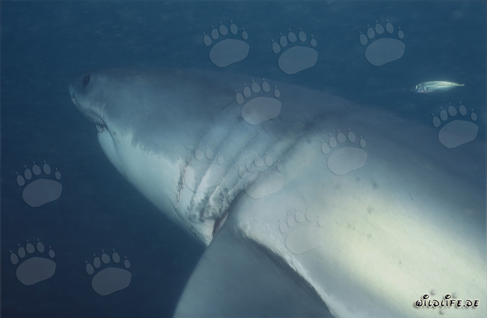 Impresionante tiburón blanco con impresionantes agallas