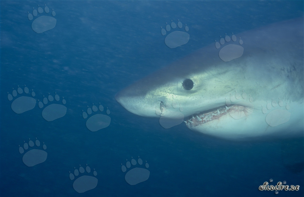 Portrait fascinant d'un jeune grand requin blanc