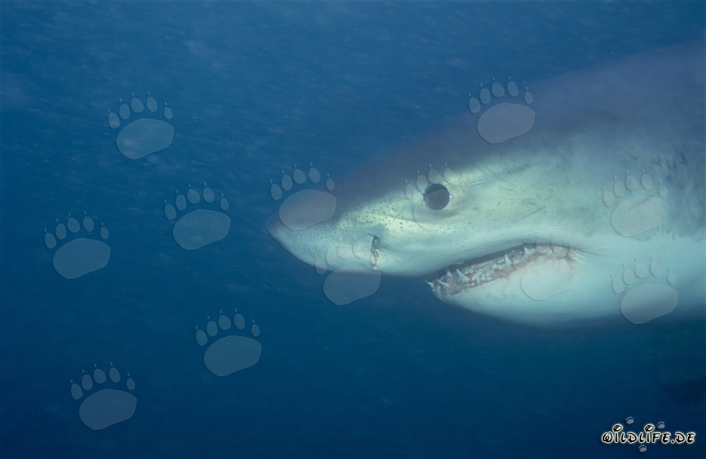 Fascinating portrait of a young Great White Shark