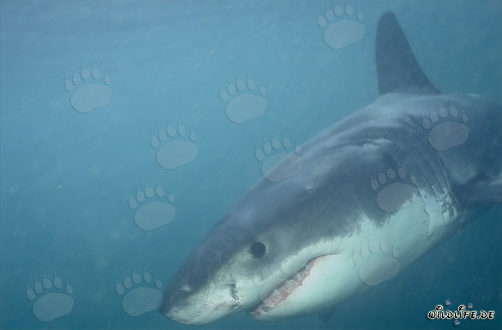 Baby Great White Shark near Geyser Rock