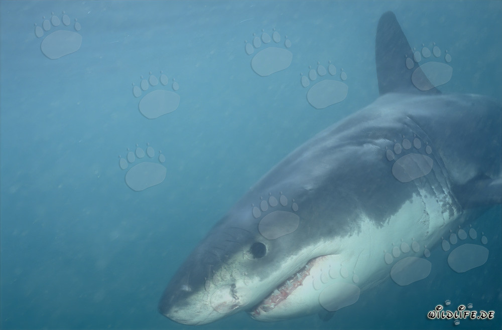 Jeune Requin Blanc dans l'eau riche en plancton