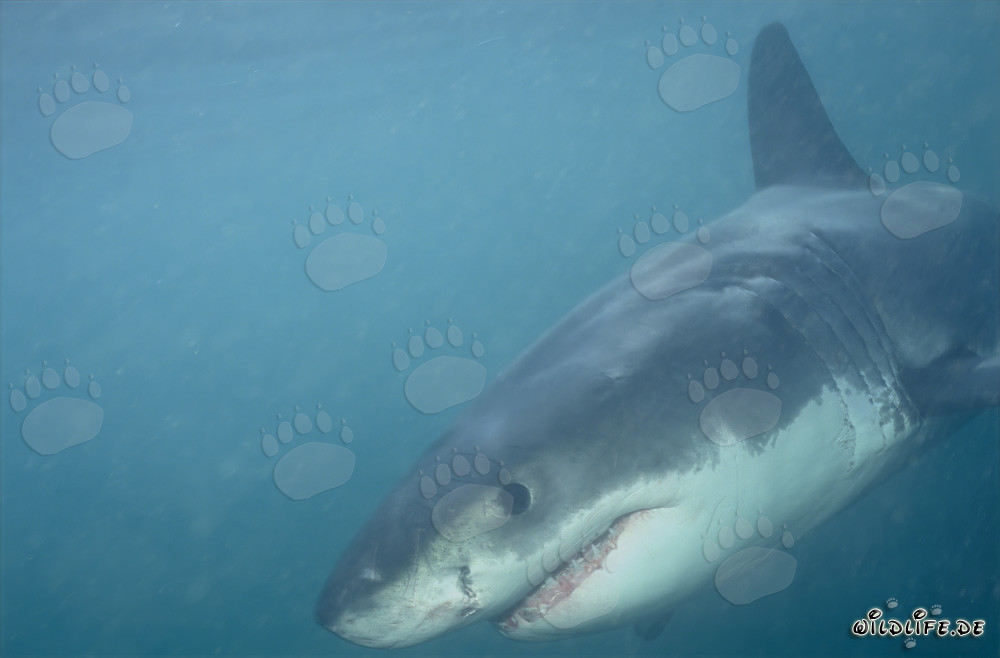 Tiburón Blanco Bebé en el agua rica en plancton