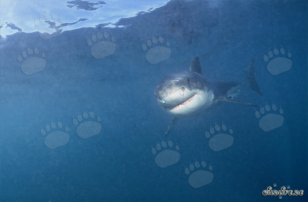 Jeune Requin Blanc - Smiley