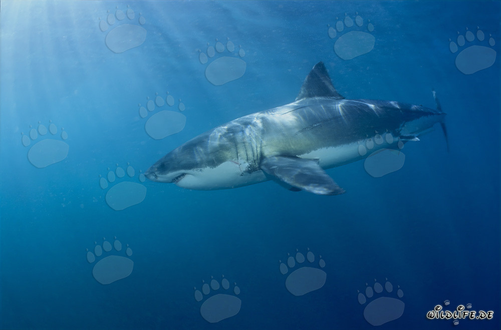 Gran Tiburón Blanco frente a la costa de Sudáfrica