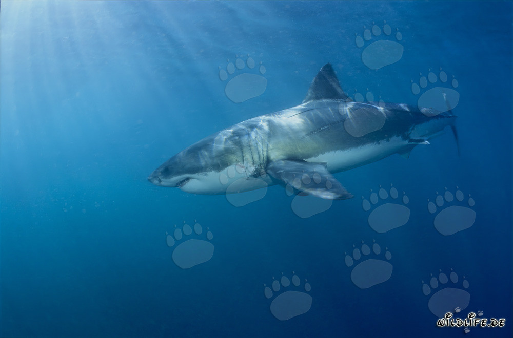 Great White Shark off the Coast of South Africa