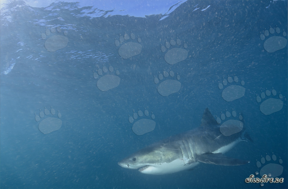 Fascinante habitante del mar, el Gran Tiburón Blanco