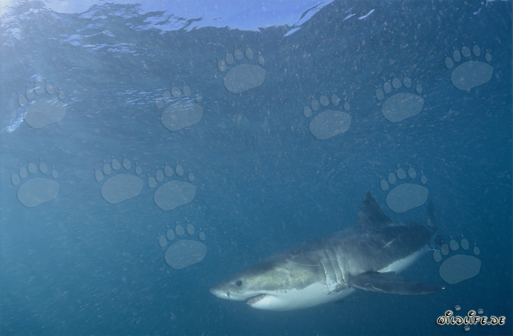 Fascinating Sea Creature Great White Shark