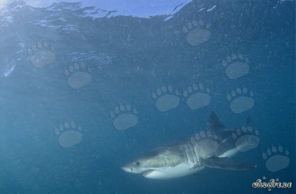 Affascinante abitante marino, lo Squalo Bianco