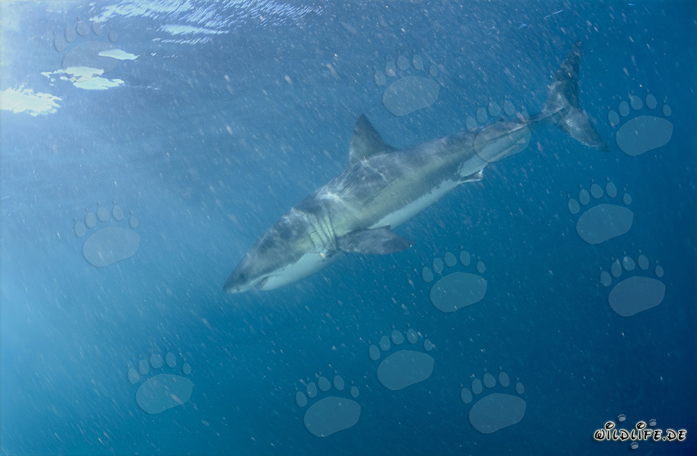Legendary Great White Shark