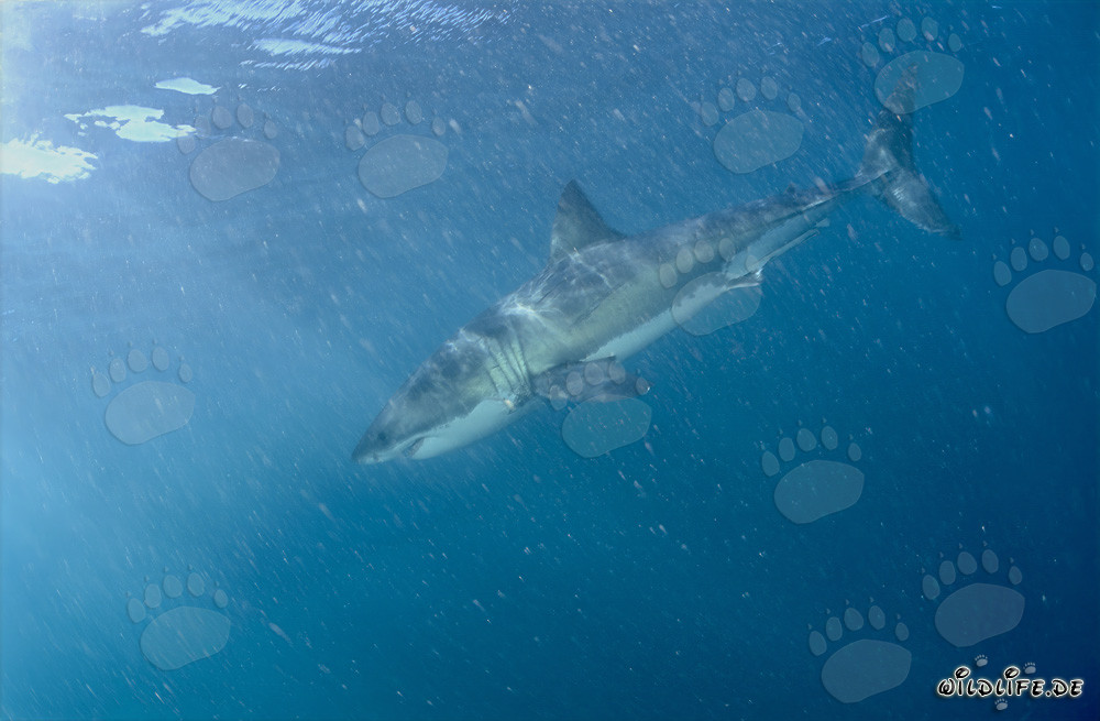 Requin blanc dans l'eau riche en plancton