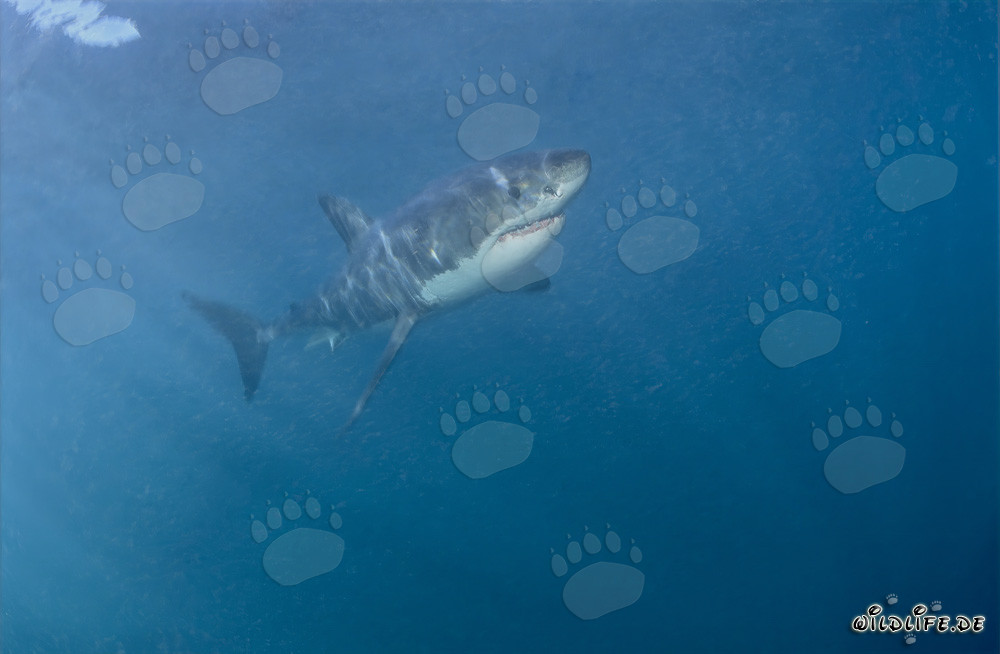 Elegant predator Great White Shark
