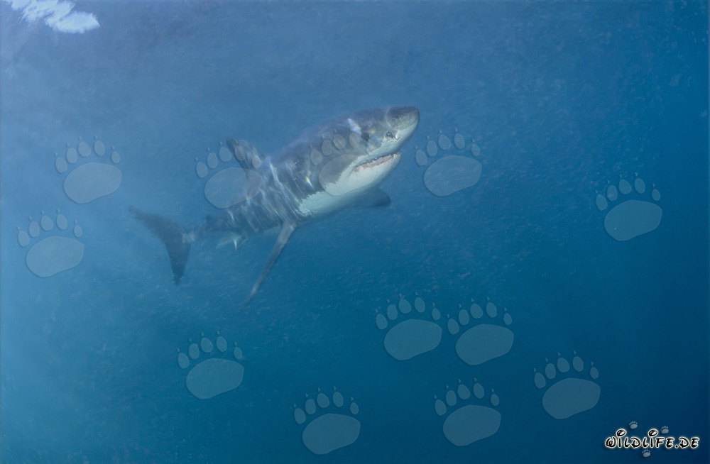 Requin blanc élégant