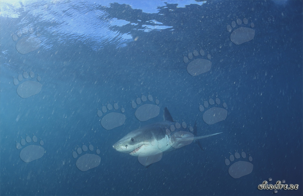 Baby Great White Shark
