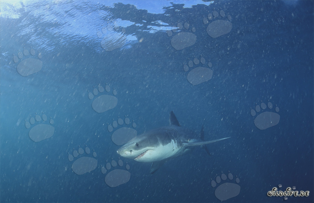 Jeune Requin Blanc dans l'eau riche en plancton