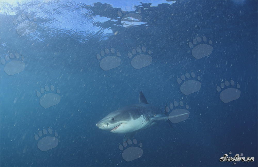 Bebé Tiburón Blanco en el agua rica en plancton