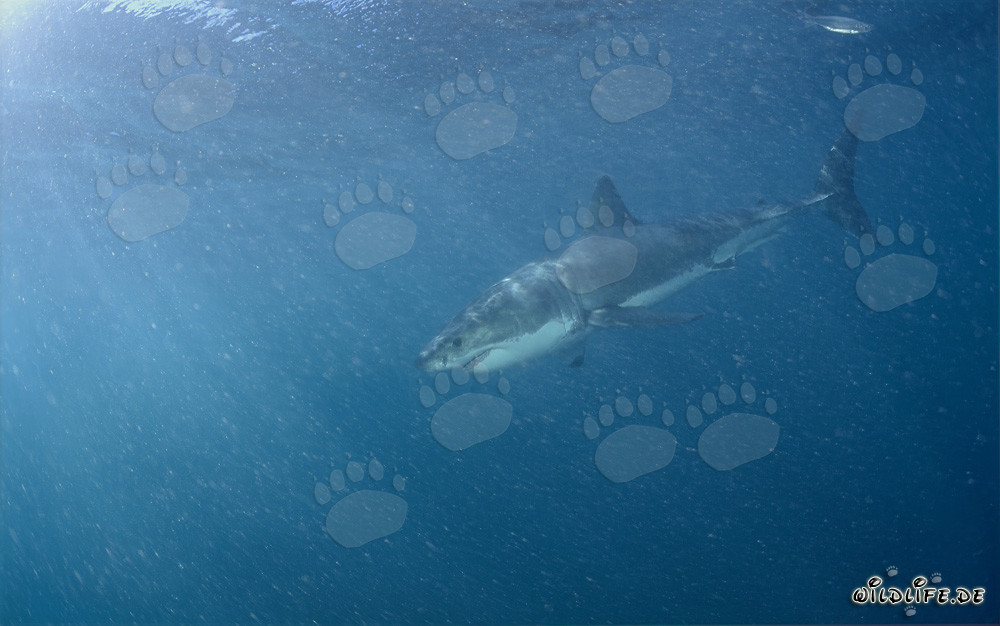Great White Shark near Geyser Rock in South Africa