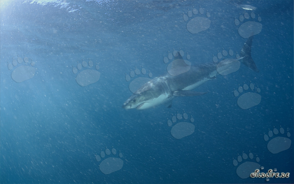 Grand requin blanc devant Geyser Rock en Afrique du Sud