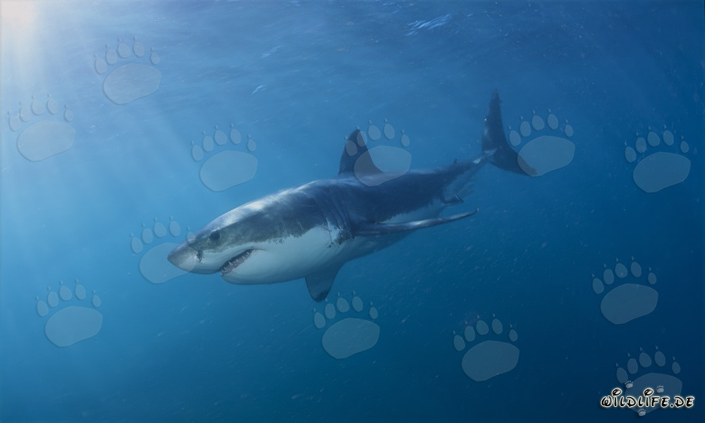 Grand requin blanc élégant devant Geyser Rock en Afrique du Sud