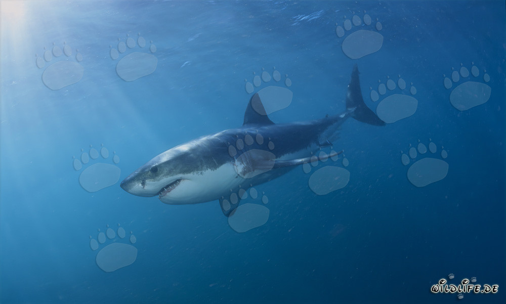 Elegant predator Great White Shark in front of Geyser Rock in South Africa